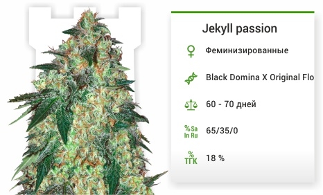 описание сорта Jekyll passion описание сорта Jekyll passion