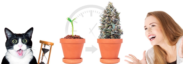 Быстроцветущая конопля