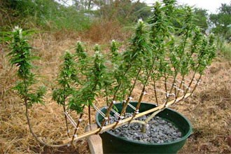 Измените форму кустов