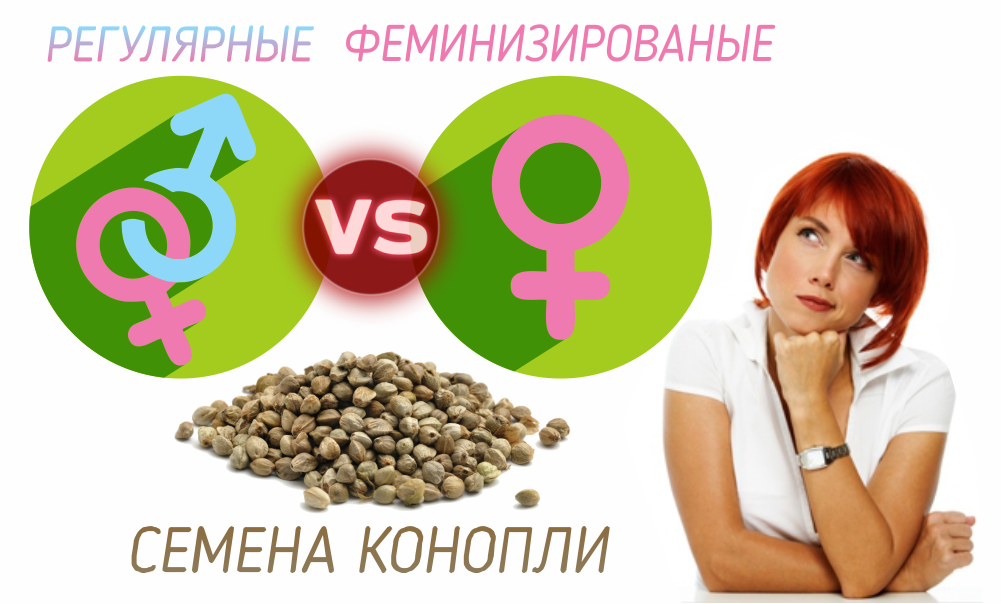 РЕГУЛЯРНЫЕ ИЛИ ФЕМИНИЗИРОВАНЫЕ СЕМЕНА, ЧТО ВЫБРАТЬ?