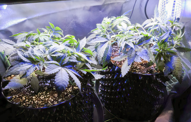 Кусты после топпинга