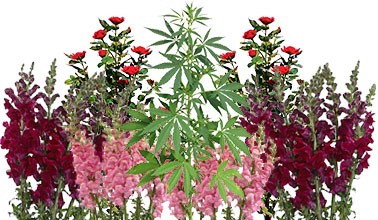 Позаботьтесь о запахе