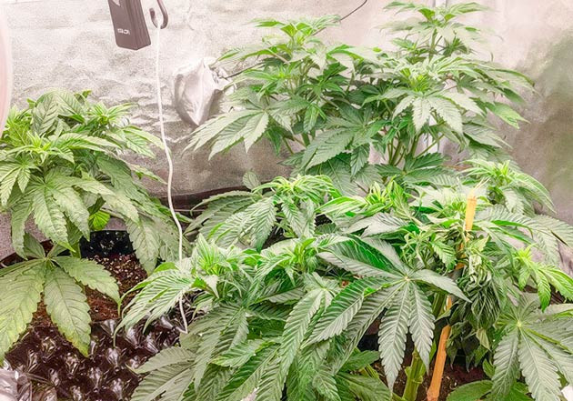 Кусты Lemon Tree от Barney's Farm на стадии вегетации