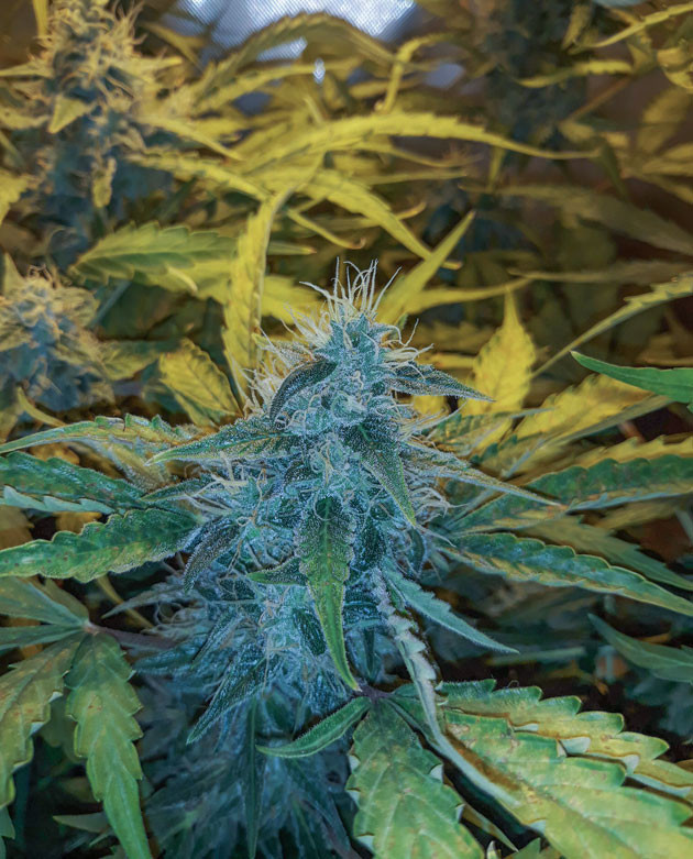 Куст на 8 неделе выращивания