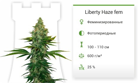 Liberty Haze fem