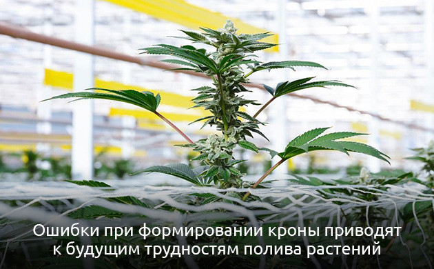 Минусы техники ScrOG