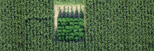 Незаметное выращивание марихуаны в ауте