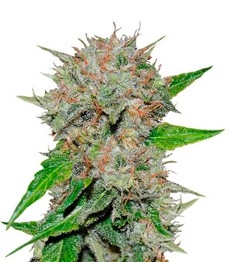 Deep Mandarine CBD fem (Delicious Seeds)