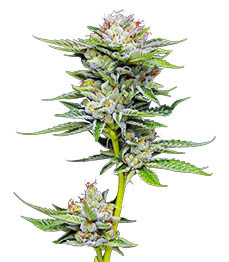 Durban Poison Auto fem (Humboldt Seed Company)