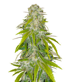 Critical XXL fem (Herbies Seeds)