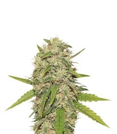 Skunk XL fem (RQS)