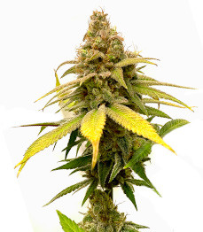 HighCloudZ fem (GHS)