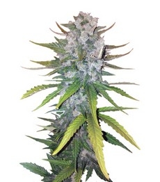 + Speed Auto fem (Sweet Seeds)