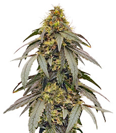 Polar Gelato by Sherbinskis fem (Silent Seeds)