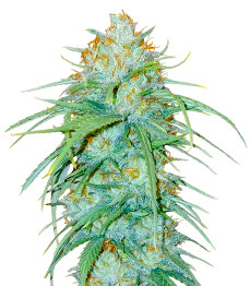 Sour Diesel x OG Kush fem (Seedkeepers)