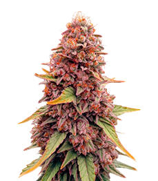 Garlic Cookies fem (Barney's Farm)