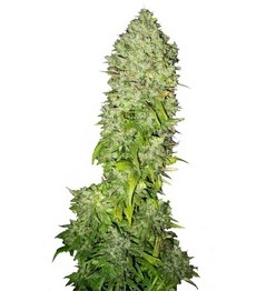 Big Bang fem (GHS)