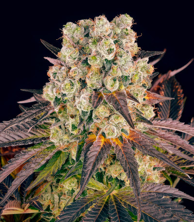 Сорт Purple Punch X Lemon Drizzle fem от Barney's Farm