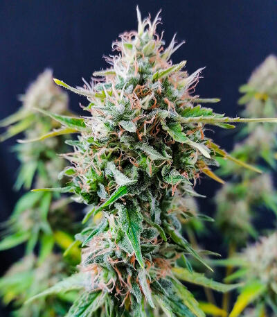 Сорт Candy Kush Fast Version fem (Easy Grow Seeds)