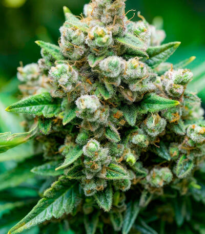 Семена сорта RudeBoi OG F1 fem (Seedkeepers)