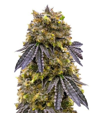 Сорт La Calma Autoflower fem (Easy Grow Seeds)