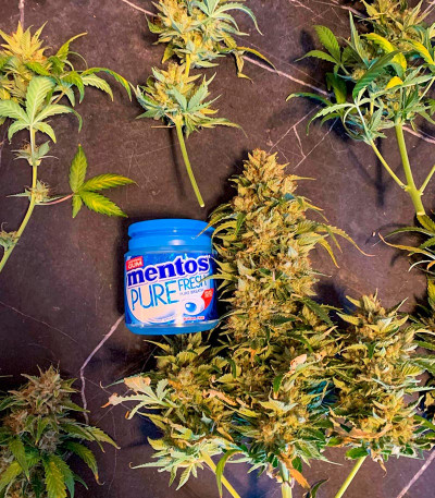 Сорт Mint Jelly Auto fem от Humboldt Seed Company