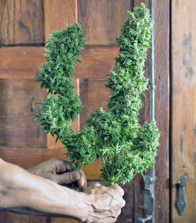 Сорт Crystal Candy Auto fem (Sweet Seeds)