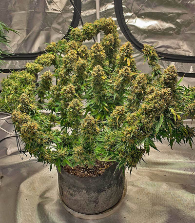 Сорт Northern Lights Auto fem (Herbies Seeds)