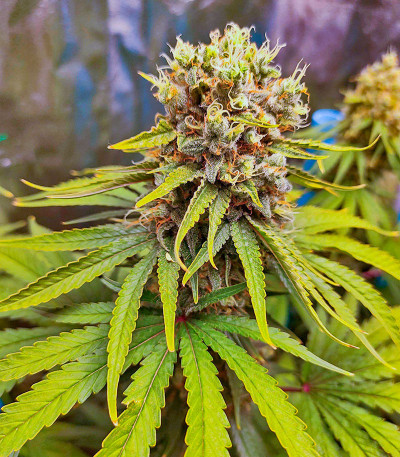 Сорт Bruce Banner #3 Auto fem (Herbies Seeds)