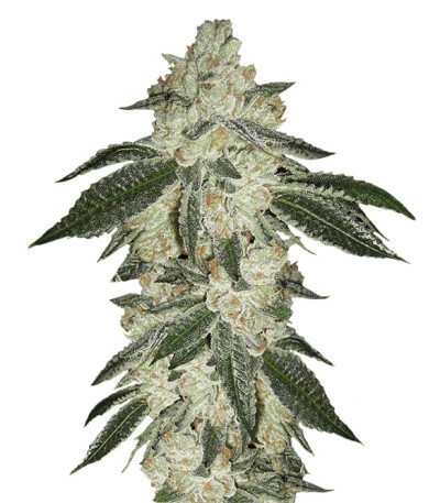 Сорт Green Crack Auto fem (FastBuds)