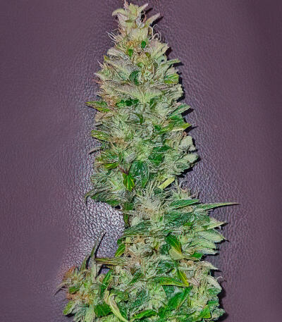 Сорт Gorilla 4 Autoflower fem (Easy Grow Seeds)