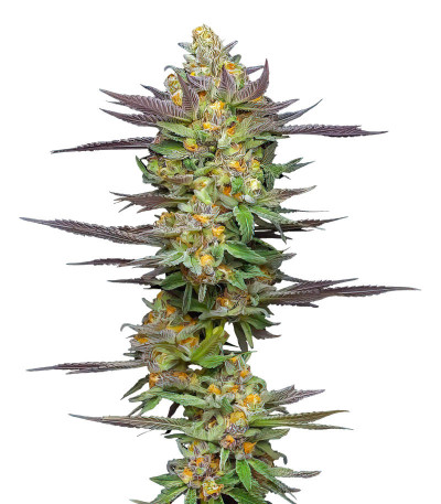 Сорт Mint Jelly Auto fem от Humboldt Seed Company