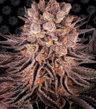 Сорт Mimosa X Orange Punch fem (Barney's Farm)