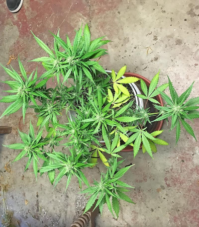 Сорт Crystal METH Auto fem (FastBuds)