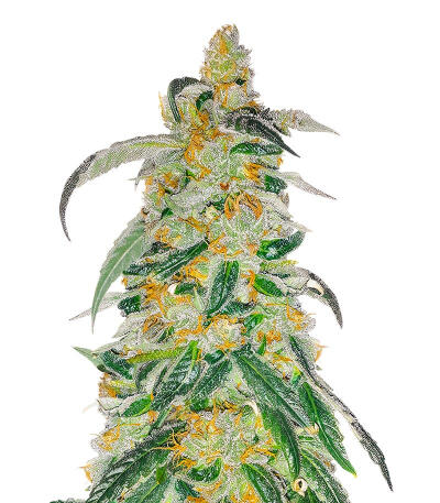 Семена сорта RudeBoi OG F1 fem (Seedkeepers)