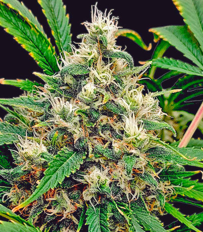 Сорт Lemonpaya fem (FastBuds)