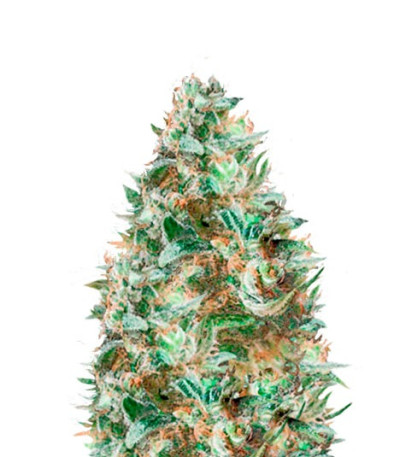 Сорт Delhi Friend fem (Dr. Krippling Seeds)