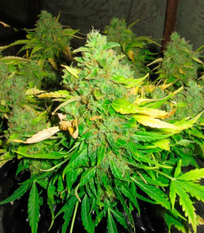 Сорт Il Diavolo Auto fem (Delicious Seeds)