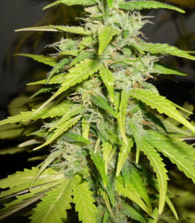 Сорт Devotchka Auto fem (Doctor’s Choice)