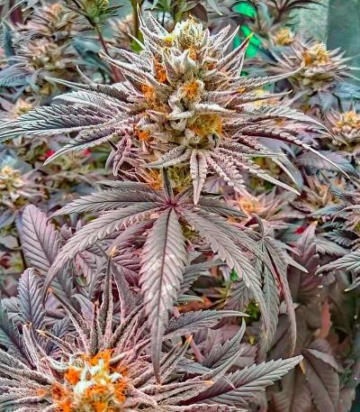 Сорт Lemon Cherry Runtz fem (FastBuds)