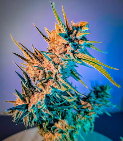 Сорт Sour MAC F1 fem (Seedkeepers)