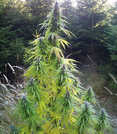 Сорт Easy Sativa fem (Female Seeds)