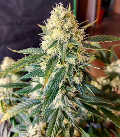 Сорт Candy Kush Fast Version fem (Easy Grow Seeds)