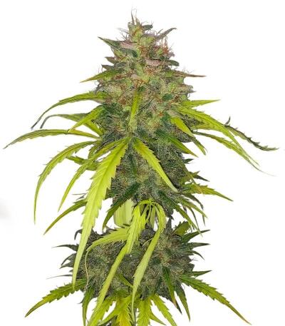 Сорт Dos-Si-Dos Cookies Autoflower fem (Easy Grow Seeds)
