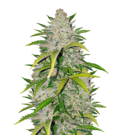 Сорт Amnesia Haze Auto Fem (Vision Seeds)