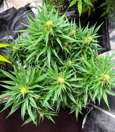 Сорт Rhino Ryder Auto fem (FastBuds)