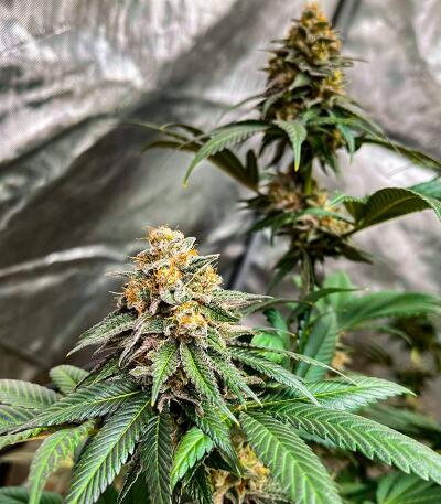 Сорт Booberry Cookies RBX fem (Ethos Genetics)