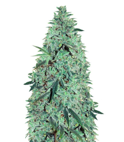 Сорт Niagara Auto fem (Doctor’s Choice)