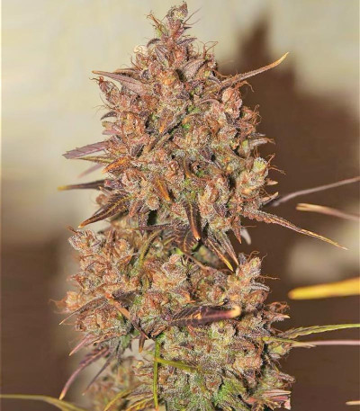 Сорт Crystal METH Auto fem (FastBuds)