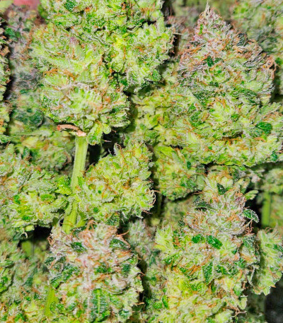 Сорт Papaya Sherbet fem (FastBuds)